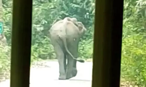 പൊന്മുടിയിൽ കാട്ടാനയിറങ്ങി പൊന്മുടിയിൽ കാട്ടാനയിറങ്ങി