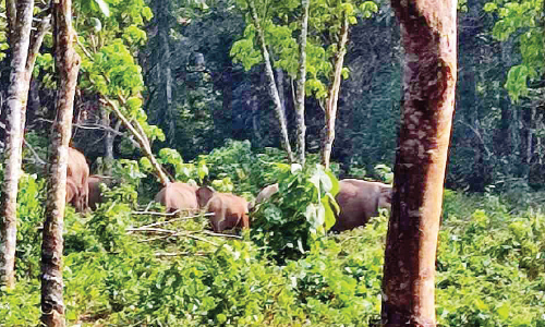 വനാതിര്‍ത്തി ഗ്രാമങ്ങളില്‍ കാട്ടാന ഭീതി ഒഴിയുന്നില്ല
