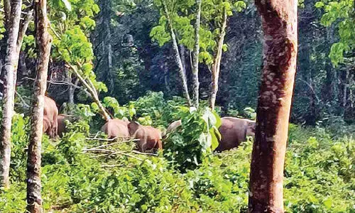 വനാതിര്‍ത്തി ഗ്രാമങ്ങളില്‍ കാട്ടാന ഭീതി ഒഴിയുന്നില്ല