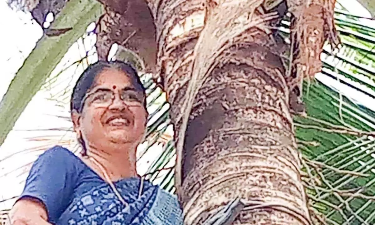 women climbing coconut trees