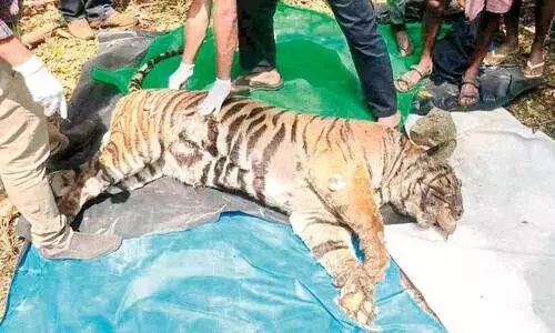 The body of the tiger found in the well was postmortem