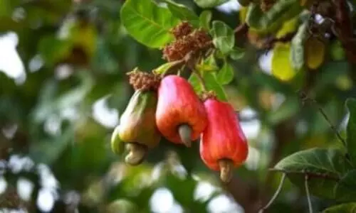 cashew nut