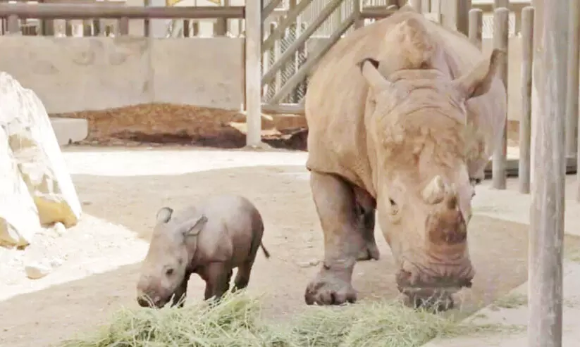 ഷാ​ർ​ജ സ​ഫാ​രി നാ​ളെ തു​റ​ക്കും