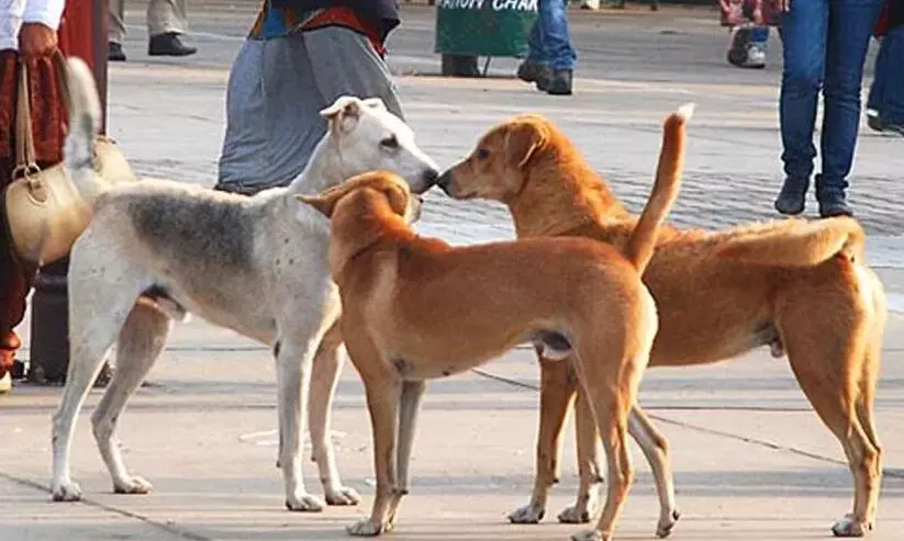 തെരുവുനായ് ശല്യം ഒഴിവാക്കുന്നതിന് സാമൂഹിക പങ്കാളിത്തം തെരുവുനായ് ശല്യം ഒഴിവാക്കുന്നതിന് സാമൂഹിക പങ്കാളിത്തം