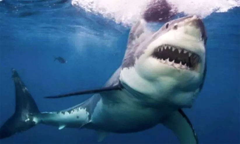 sydney shark attack