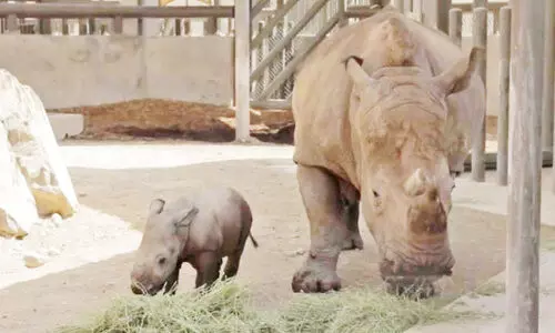 ഷാ​ർ​ജ സ​ഫാ​രി നാ​ളെ തു​റ​ക്കും