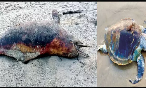 ഒഴിഞ്ഞവളപ്പ് കടപ്പുറത്ത് കൂറ്റൻ തിമിംഗലത്തി​ന്‍റെയും ആമയുടെയും ജഡം