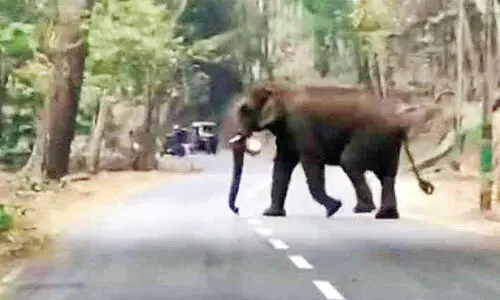 വാഴച്ചാലിൽ മരംമുറിയും നിലമൊരുക്കലും; കാട്ടാനകൾക്ക് സ്വസ്ഥതയില്ല വാഴച്ചാലിൽ മരംമുറിയും നിലമൊരുക്കലും; കാട്ടാനകൾക്ക് സ്വസ്ഥതയില്ല