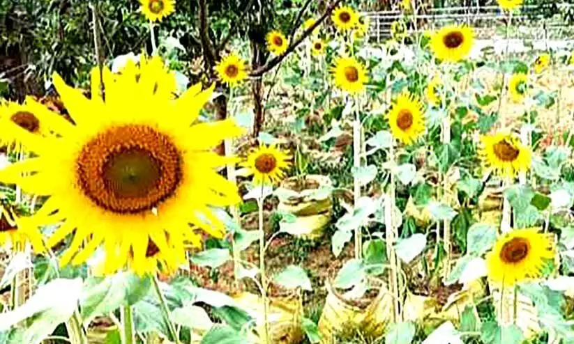 പായിപ്ര ഗവ.യു.പി സ്കൂളിൽ സൂര്യകാന്തി വിരിഞ്ഞു