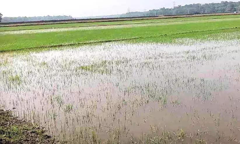 അപ്രതീക്ഷിത വേനൽ മഴയിൽ മുങ്ങി കർഷകന്റെ പ്രതീക്ഷകൾ
