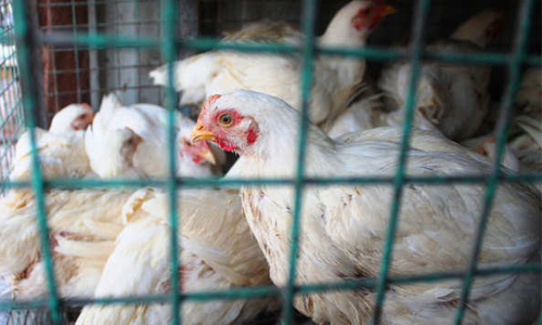 chicken sale chicken sale