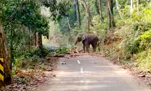 nedumangad elephant