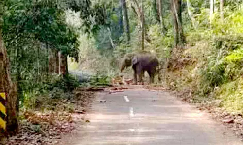nedumangad elephant nedumangad elephant