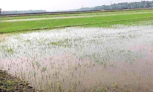അപ്രതീക്ഷിത വേനൽ മഴയിൽ മുങ്ങി കർഷകന്റെ പ്രതീക്ഷകൾ