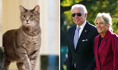 അഞ്ചുലക്ഷം മനുഷ്യക്കുഞ്ഞുങ്ങളും ഒരു പൂച്ചയും അഞ്ചുലക്ഷം മനുഷ്യക്കുഞ്ഞുങ്ങളും ഒരു പൂച്ചയും