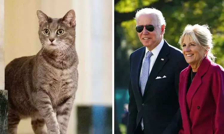 അഞ്ചുലക്ഷം മനുഷ്യക്കുഞ്ഞുങ്ങളും ഒരു പൂച്ചയും