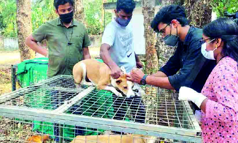 dog micro chipping dog micro chipping