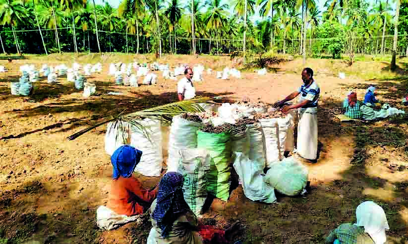 ginger farm ginger farm