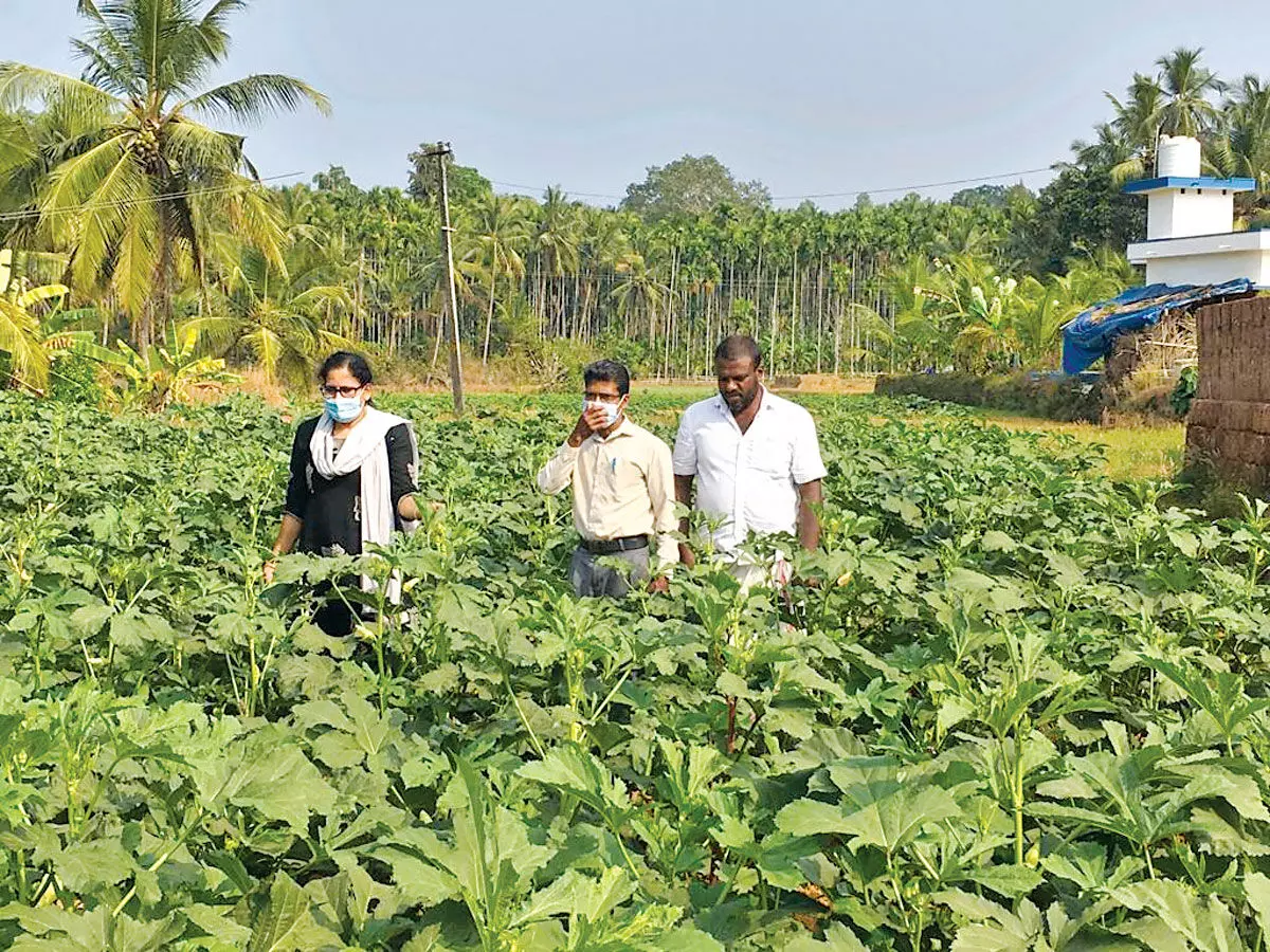 Muhammed is the best farmer in Kasargod district Muhammed is the best farmer in Kasargod district