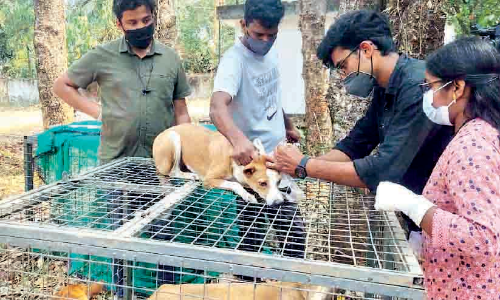 dog micro chipping dog micro chipping