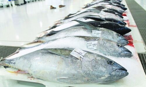 കാ​ലാ​വ​സ്ഥ വ്യ​തി​യാ​നം: മ​ത്തി​യും ചൂ​ര​യും കു​റ​യു​ന്നു