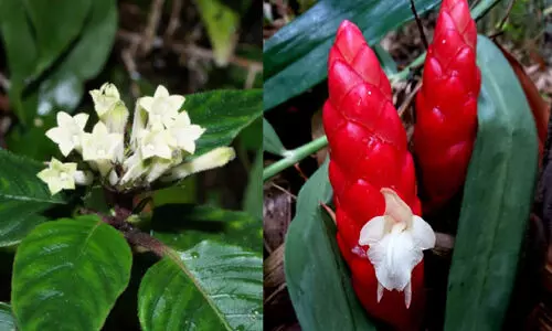 രണ്ടു​ പുതിയ ചെടികൾ കണ്ടെത്തി മലയാളി ശാസ്​ത്രജ്ഞർ