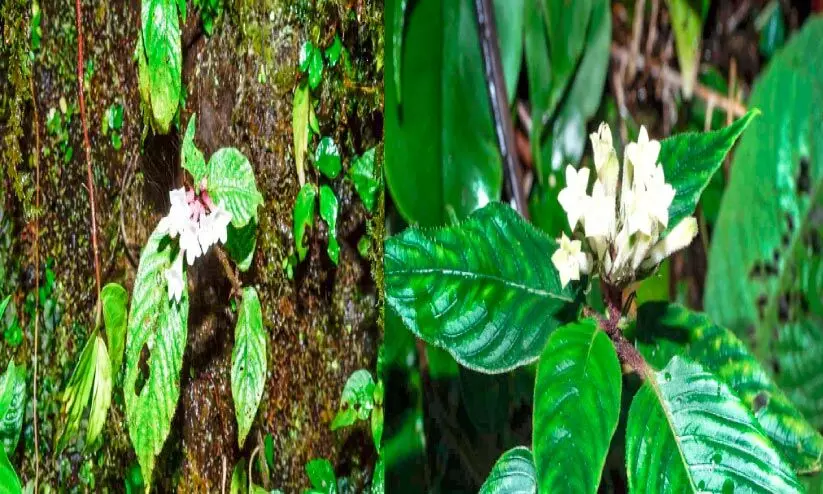മലയാളി ശാസ്​ത്രജ്ഞർ രണ്ടു​ പുതിയ ചെടികൾ കണ്ടെത്തി