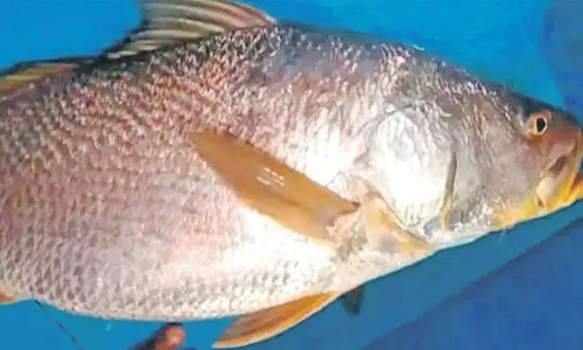 പൊന്നുതമ്പുരാന് കടലിൽ നിന്ന് കിട്ടിയത് പൊന്നിന്റെ വിലയുള്ള മീൻ പൊന്നുതമ്പുരാന് കടലിൽ നിന്ന് കിട്ടിയത് പൊന്നിന്റെ വിലയുള്ള മീൻ