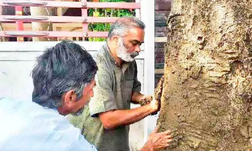 വൃ​ക്ഷാ​യു​ർ​വേ​ദ ചി​കി​ത്സ ന​ൽ​കി; സ്നേ​ഹ​ത്ത​ണ​ൽ വി​രി​ക്ക​ട്ടെ മു​ത്ത​ശ്ശി മാ​വ്​