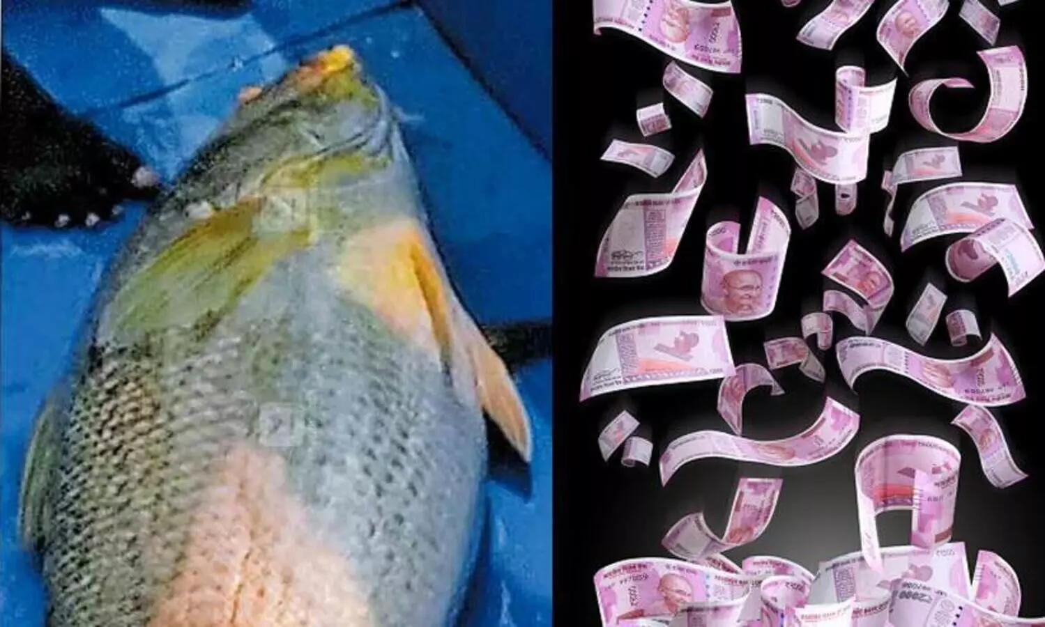 Rare fish caught in Ponnuthampurans net; The price of gold when it landed