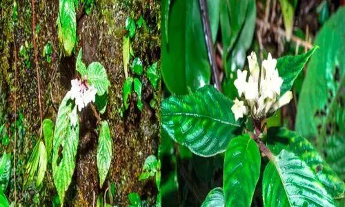 മലയാളി ശാസ്​ത്രജ്ഞർ രണ്ടു​ പുതിയ ചെടികൾ കണ്ടെത്തി