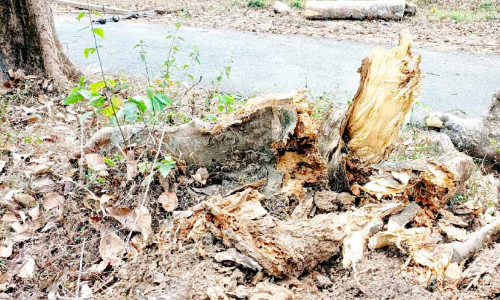 യാത്രക്ക്​ ഭീഷണിയായി റോഡരികിലെ മരങ്ങൾ