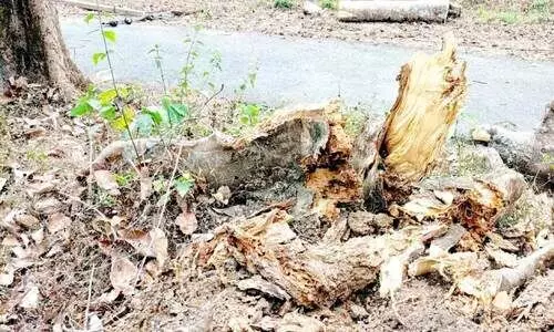 യാത്രക്ക് ഭീഷണിയായി റോഡരികിലെ മരങ്ങൾ യാത്രക്ക് ഭീഷണിയായി റോഡരികിലെ മരങ്ങൾ