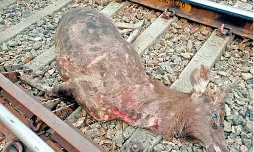 അതും ജീവനാണ്​, വേണം സുരക്ഷ