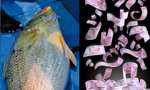 Rare fish caught in Ponnuthampurans net; The price of gold when it landed