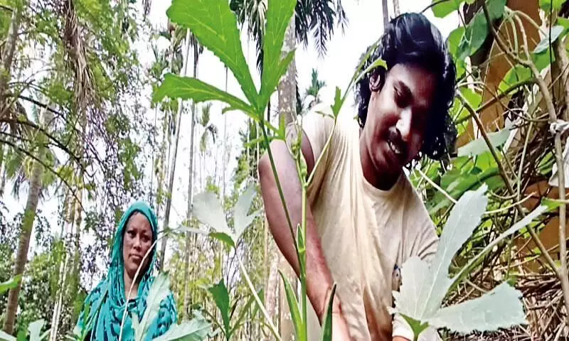 ജൈവ പച്ചക്കറി കൃഷിയില് വിജയം കൊയ്ത് അന്തർ സംസ്ഥാന തൊഴിലാളി ജൈവ പച്ചക്കറി കൃഷിയില് വിജയം കൊയ്ത് അന്തർ സംസ്ഥാന തൊഴിലാളി