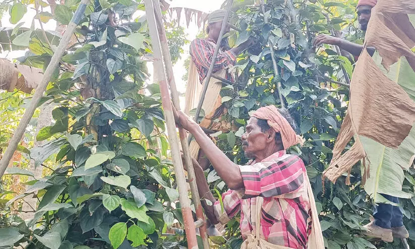 മണ്ണിൽ വിളയിച്ചിട്ടെന്തു കാര്യം​?