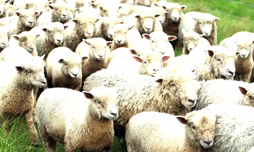 ആട്​ കയറ്റുമതി അഞ്ചുമാസത്തേക്ക്​ വിലക്കി