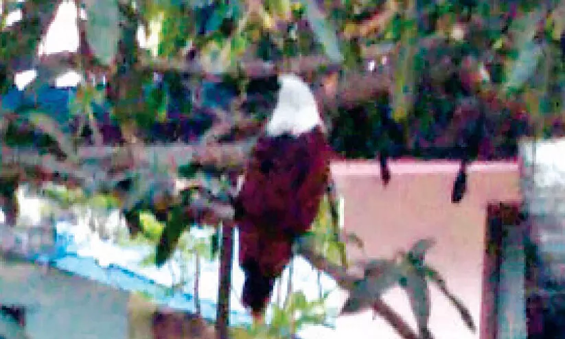 ആദ്യം ഇണക്കം, പിന്നെ തനിനിറം; വില്ലനാണീ പരുന്ത് ആദ്യം ഇണക്കം, പിന്നെ തനിനിറം; വില്ലനാണീ പരുന്ത്