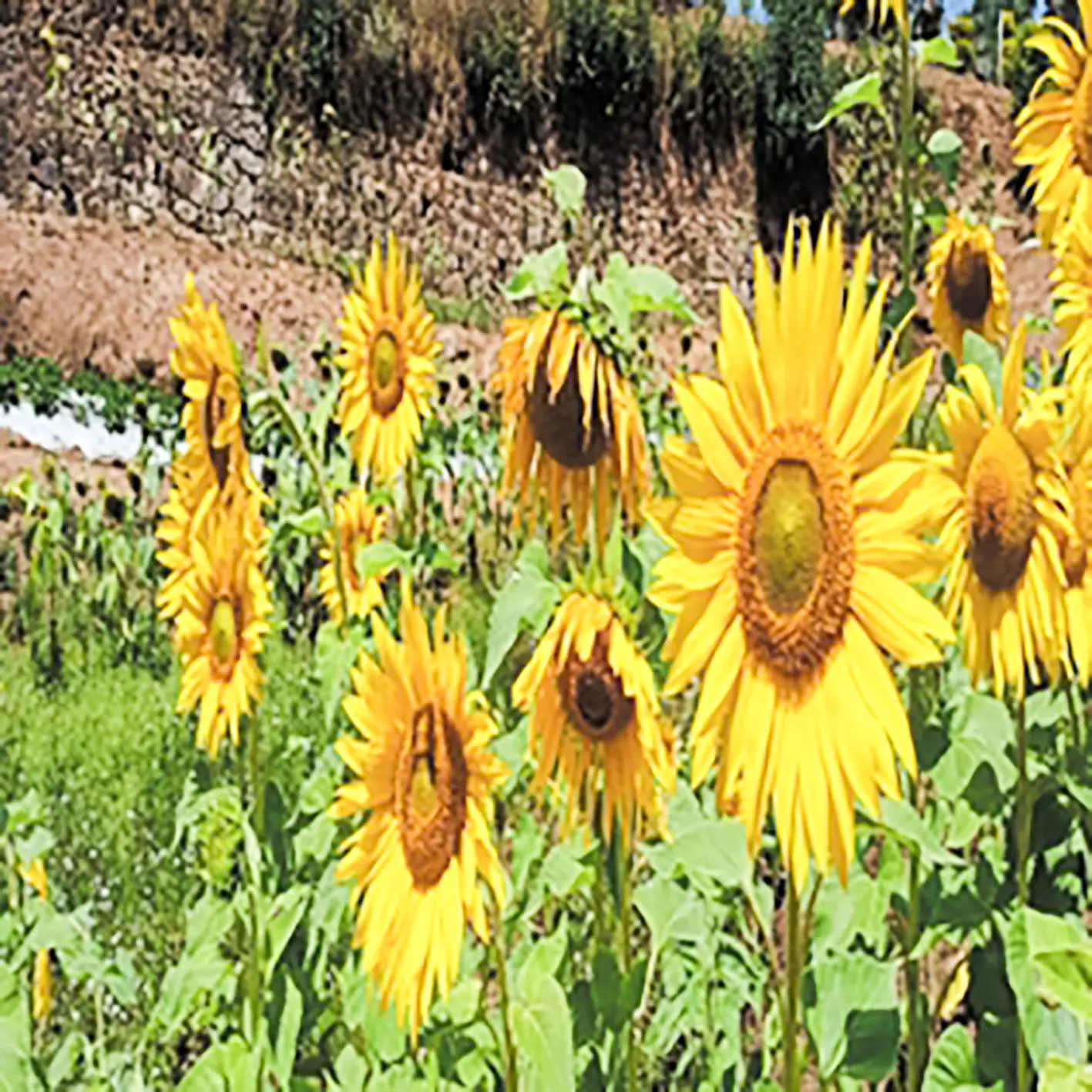sunflower agriculture