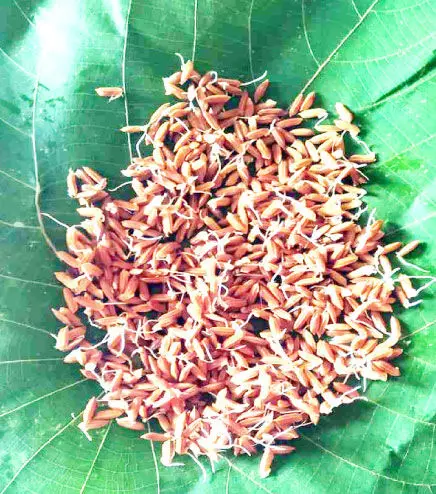 kodumannil Sprouted rice arrives