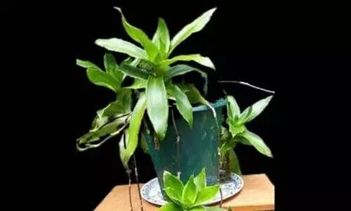 basket-plant basket-plant