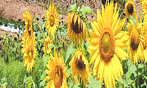 sunflower agriculture