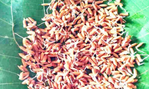 kodumannil Sprouted rice arrives