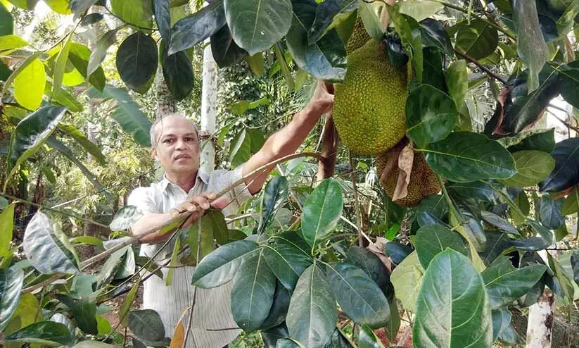 ഇവിടെയുണ്ട് ഇഷ്ടംപോലെ പഴങ്ങൾ