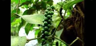 ഉൽപാദനം കൂപ്പുകുത്തി കുരുമുളക് ഉൽപാദനം കൂപ്പുകുത്തി കുരുമുളക്