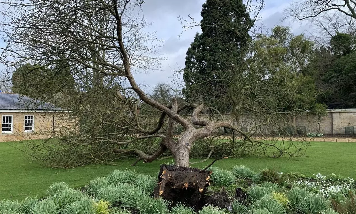 യൂനിസ് കൊടുങ്കാറ്റിൽ ന്യൂട്ടന്റെ ആപ്പിൾ മരവും വീണു യൂനിസ് കൊടുങ്കാറ്റിൽ ന്യൂട്ടന്റെ ആപ്പിൾ മരവും വീണു