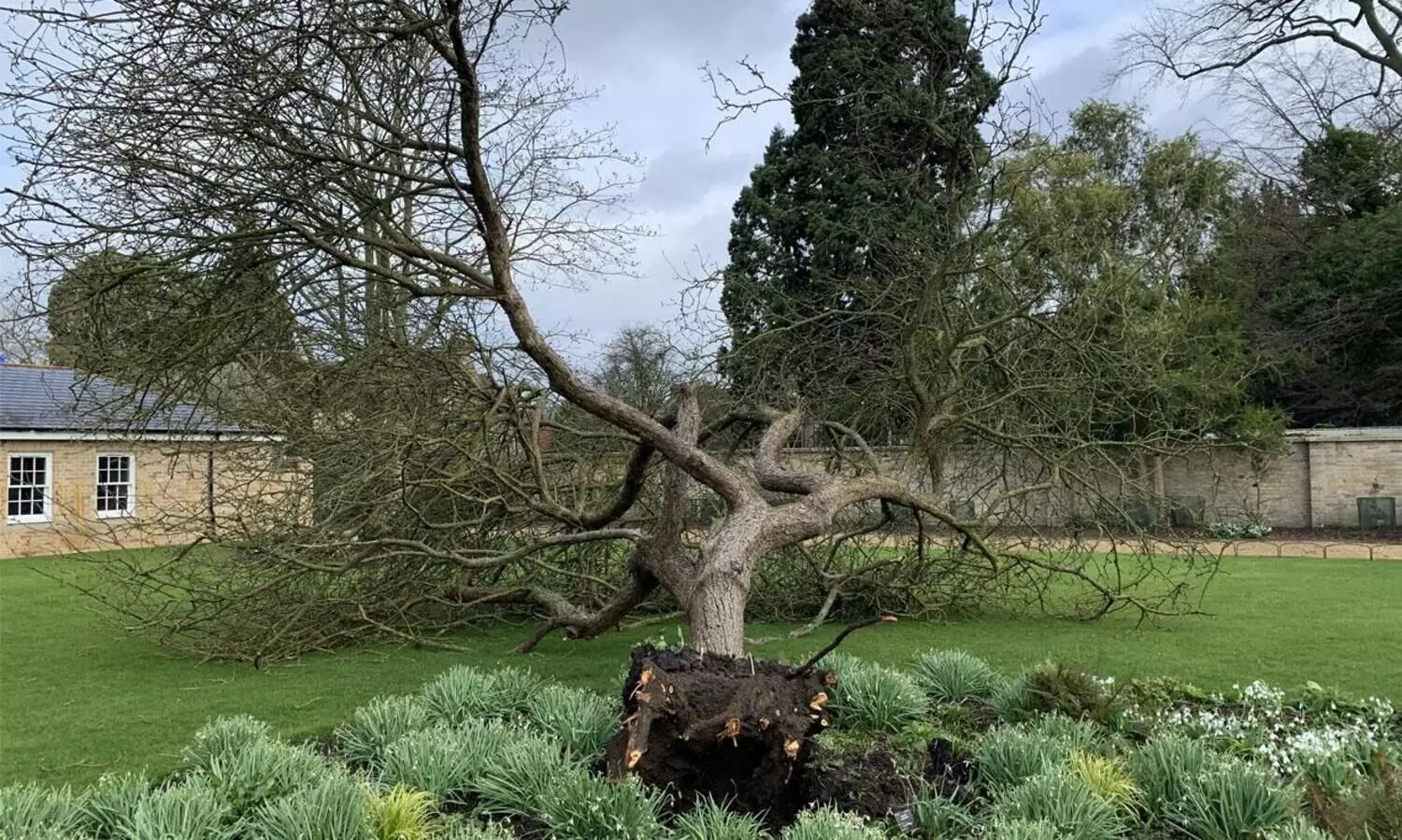 യൂനിസ് കൊടുങ്കാറ്റിൽ ന്യൂട്ടന്റെ ആപ്പിൾ മരവും വീണു