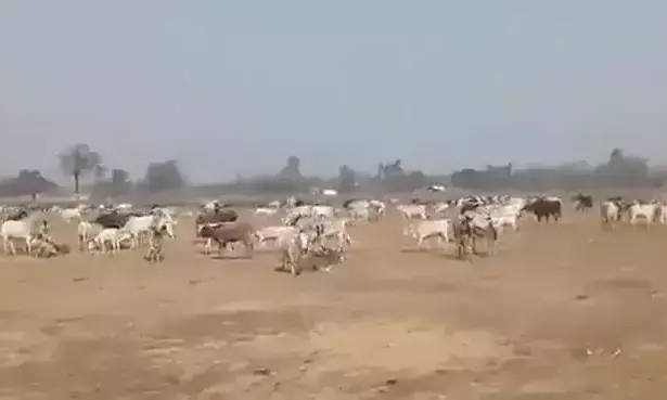 യോഗിയുടെ റാലിക്കിടയിലേക്ക് അലഞ്ഞുതിരിയുന്ന കന്നുകാലികളെ ആട്ടിത്തെളിച്ച് യു.പിയിലെ കർഷകർ