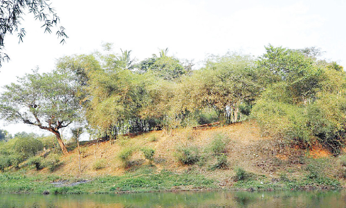 ചോലപ്പുറത്തെ ഹരിതവനം ഇനി കുട്ടികളുടെ ഉദ്യാനം